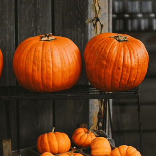 Pumpkins in Iceland